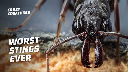 Nature’s Most Painful Insect Attacks
