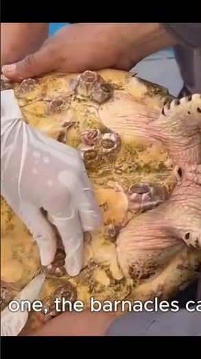 Saving Sea Turtles: Barnacle Removal Rescue | Ocean Heroes in Action! #SeaTurtleRescue #Turtle
