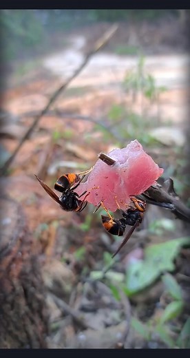 If hornets eat meat? #farmerlife #HarvestingHoney #farmer #bee #hornets | IMagez