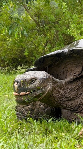 Am I turtle-y enough for the turtle club? 🐢 In the heart of the Galápagos archipelago, isolated in the vast Pacific Ocean, there reigns a dynasty of massive tortoises. These monstrous chelonians are easily the most iconic tortoises on earth, reaching massive sizes as they fill the role of dominant large herbivore on this island chain. With larger individuals tipping the scale at over 800 pounds, it’s no secret as to why we call them giant, but how did these animals become so large? Well, this i