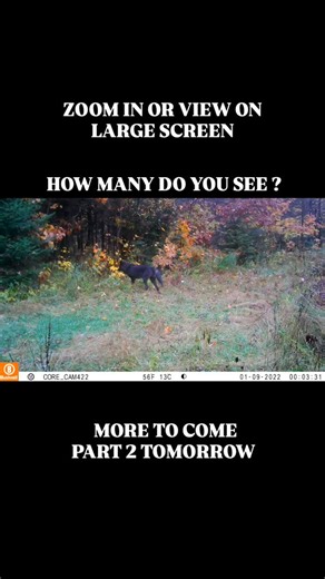 What has the Deer jumpy in this area ? Wolfpack. Zoom in or watch on laptop and tell me how many you see 👀 🤔 😉 #outdoors #wildlife #wolf #wolfpack #predator | Tom McClelland