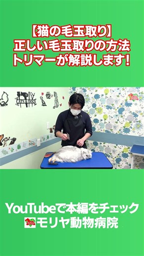 【猫の毛玉取り】正しい毛玉取りの方法をトリマーが解説します！