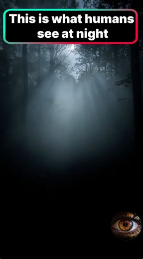 How Snakes See the World 🐍 Thermal Vision Explained