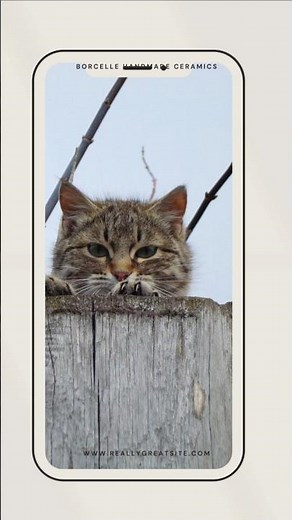 Cute 4K Kitten Phone Wallpapers 📱✨ | #Shorts