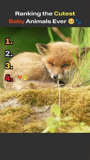 Ranking the Cutest Baby Animals Ever 🥺🐾