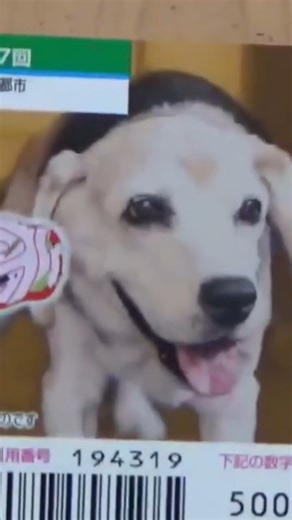 The moment I won the second prize! I tried scratching the dog and cat scratch card in the past ♪ ...