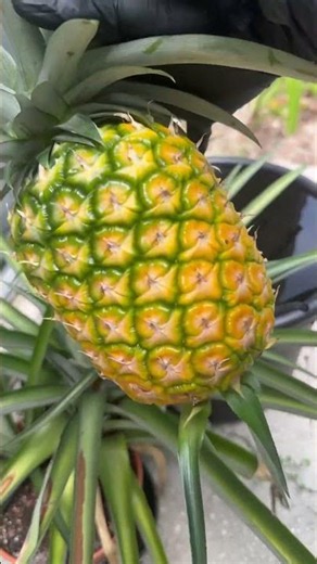 How Do You Know When a Pineapple Is Ready to pick🍍