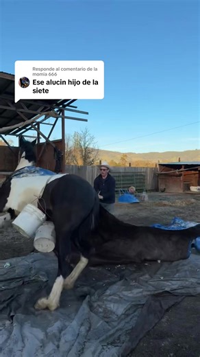 Respuesta a @la momia 666 cómo quitarle cosquillas a 1 caballo bruto o des cosquillas #rancho #campo #horses #caballos #fyppppppppppppppppppppppp