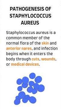Staphylococcus aureus pathogenesis
