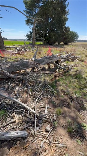 Back out on the rabbits today🐇had the long nets around two burrows and did them at the same time 🐇 | NSW rabbit removal