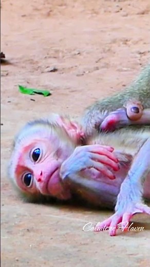 Beautiful Mom & baby Beautiful Animals Relaxing & Stress Relief