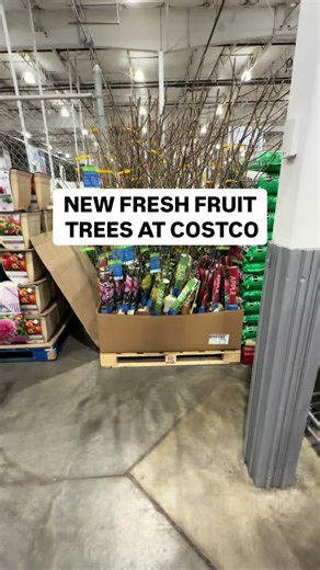 Affordable Bare Root Fruit Trees at Costco for Your Orchard