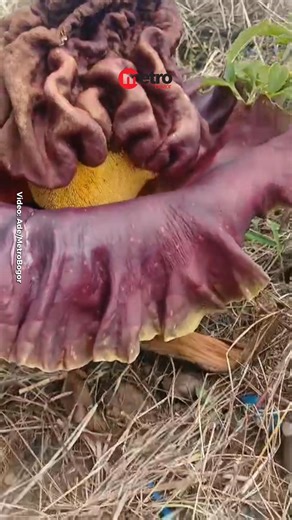 6.8K views · 96 reactions | Warga Kampung Cikirai, Desa...