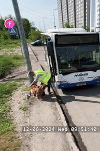 135K views · 1.6K reactions | Kind Bus Driver Saves Stray Dog | Family World | Facebook