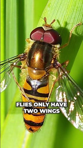 Flies That Look Like Bees and Wasps! 🪰🐝