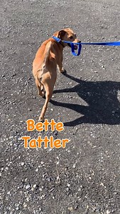 Bette Tattler a beautiful, young mixed breed doggy. Maybe some cattle dog and husky? What do you think? She has a medium energy and walks well on a leash. Better has done beautifully with other dogs in the play yard. This stunning beauty is waiting for a place to call home. If you’d like to meet Bette, please call 530-471-5041 or email erica@sammiesfriends.org or fill out a pre-adoption questionnaire at www.sammiesfriends.org. Just a reminder that we are operating with limited hours through the 