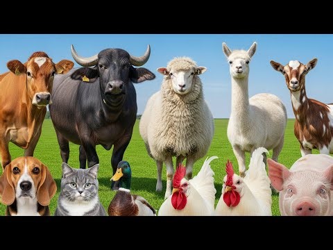 Happy Farm Friends: Cow, Pig, Sheep, Goat, Duck – Animal Video for Kids