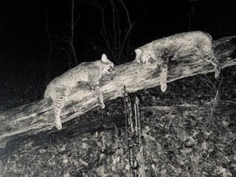 Double Bobcat Bowhunt