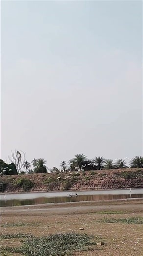 Birds Flying Low Over Water | Calm Pond View #nature #BirdsFlying #PondView #NatureBeauty