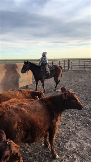 Missy is a 13-year-old mare with an exceptional temperament and a solid all around foundation. She is kind, gentle, and dependable the same every time you saddle her. Missy stands quietly for mounting and has even assisted a grandmother during recovery from hip and knee replacement—demonstrating her calm and trustworthy nature. She has been shown in RHAA competitions, roped outside, drug calves, and been used for team roping and sorting cattle. Missy has extensive ranch experience and handles ev