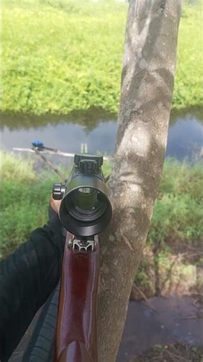 Hunting for plump and sexy tilapia from a height🥷🏹
