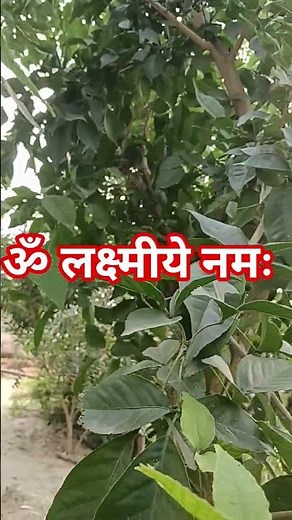 laxmi ji ke upay #pradeepmishrajidhankeupay #katha #upay #astrology