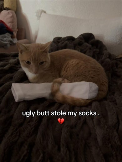 Cat Steals Socks: A Heartbreaking Encounter