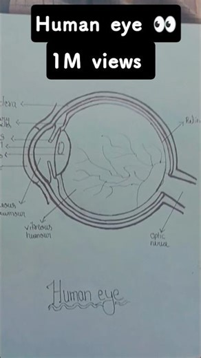 human eye 👀 easy diagram for science 🔭 #trending #humaneye #diagram
