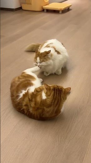 Lovely & Funny Pets Compilation 🐶🐱 | Cute Animal Moments 2025