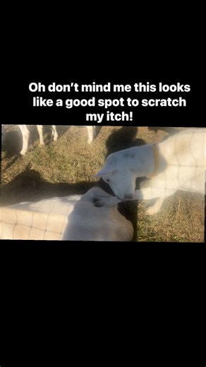 Oh this is a nice spot to scratch my itch ! 😭😅 #goats #goatlife #farmlife #farming #facebookreelsviral | Matheny family farm