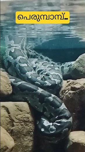 പെരുമ്പാമ്പ് Python is a genus of constricting snakes in the Pythonidae family .