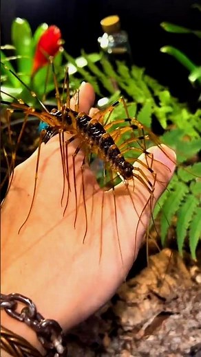 incredible animal transformation