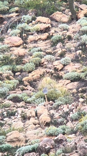 945 yards 22” ar-15 77 gr smk