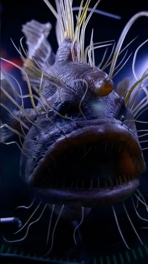 Unveiling The Mysteries Of Anglerfish!