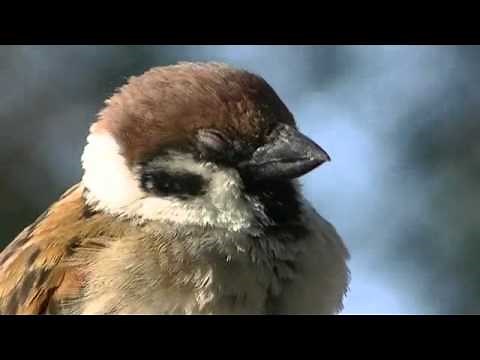 スズメの居眠り アップで撮影