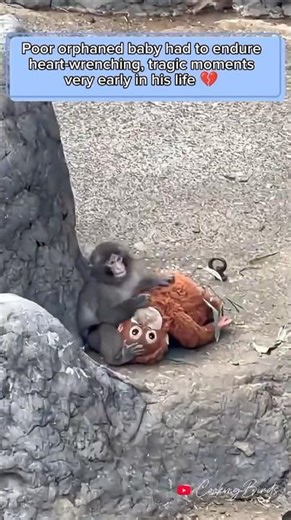 Baby monkey Punch got attacked by older monkeys on 15 February 2026 at Ichikawa city zoo, Japan