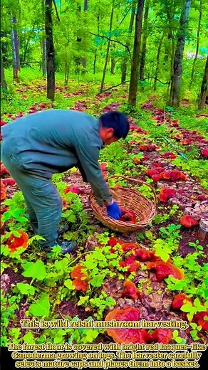 Wild Ganoderma Mushroom Picking – Rare Reishi Covered Forest Floor #work