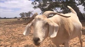 GARY THE GOAT AND JIMBO ARE BACK ON TOUR. New vids every day. | Gary The Goat