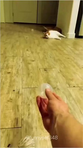 #funny #pet #fyp #funnyanimals