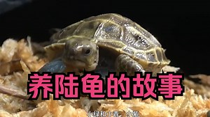 沉浸式养陆龟，耗时2年多饲养陆龟的过程，太有趣太好玩了#爬宠#乌龟#动物