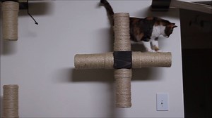 Lylah and Ickle testing out some new furniture ideas. Their favorite game is fetching pipe cleaners. We highly suggest picking some up, if you don't already have some. http://smallbusinessgrant.fedex.com/Gallery/Detail/6a3f9c29-8ffa-4137-8b4f-1bc4d0a0fda9/ If you have a free second today please follow this link and give us a vote for the FedEx small business grant. We're up to 700 votes. We have until June 13th to gather votes. They're allowing people to vote once every 24 hours. | Catastrophic 