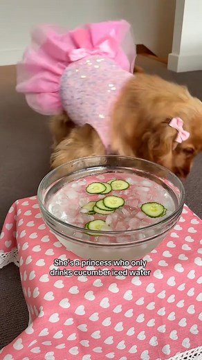 58K views · 1.8K reactions | Please JOIN Life with Cocker Spaniel! Pure water, pure food. How beautiful is his eating style? #dog #puppy #loveyou #cockerspaniel | Cocker Spaniel World | Facebook
