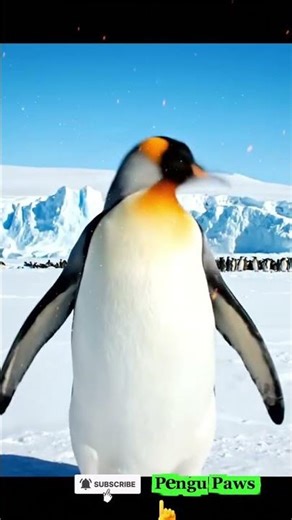 Penguin dancing | Adorable Animals #Penguin #babypenguins