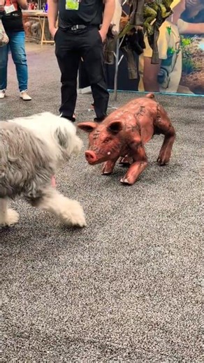 Dog Vs Pig