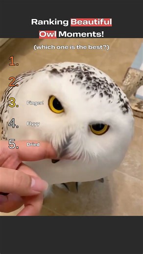 Top 5 Beautiful Ranked Owls #cuteowls