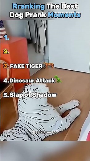 Ranking the Best Dog Prank Moments 😂🐶