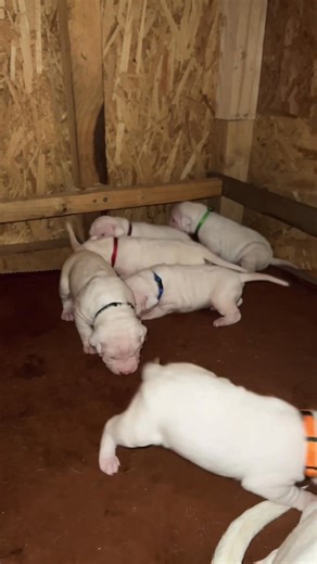 15 days Dogo Argentino puppies showing their attitude. #dogoargentino | ZBZ Dogos-Ohio