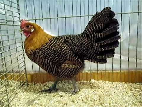 Brakel gold, RÖK-Bundesschau Wels 2019