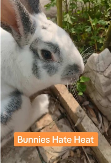 Bunnies Handle Cold, Not Heat — Beat the Heat Safely! #bunny #rabbit #cute #pet #tiktok