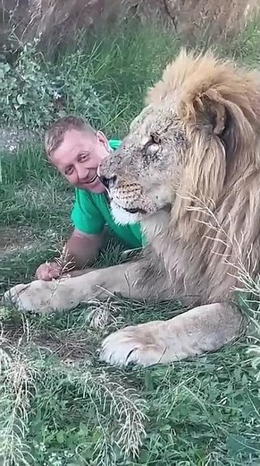 Lion & Human: A Beautiful Bond of Understanding